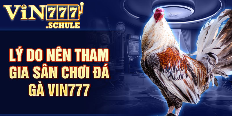 Lý do nên tham gia sân chơi đá gà Vin777