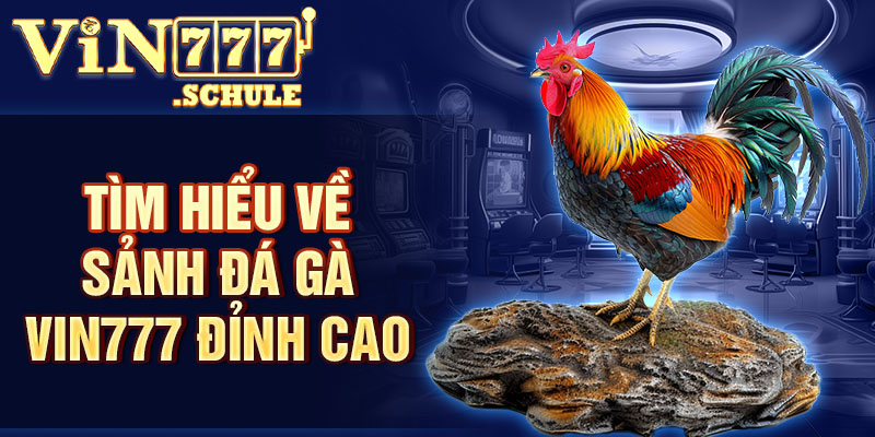 Tìm hiểu về sảnh đá gà Vin777 đỉnh cao